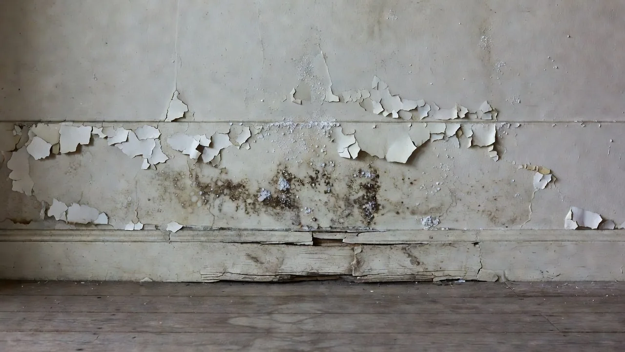 An interior wall with paint flaking and dark staining in a band above the skirting.